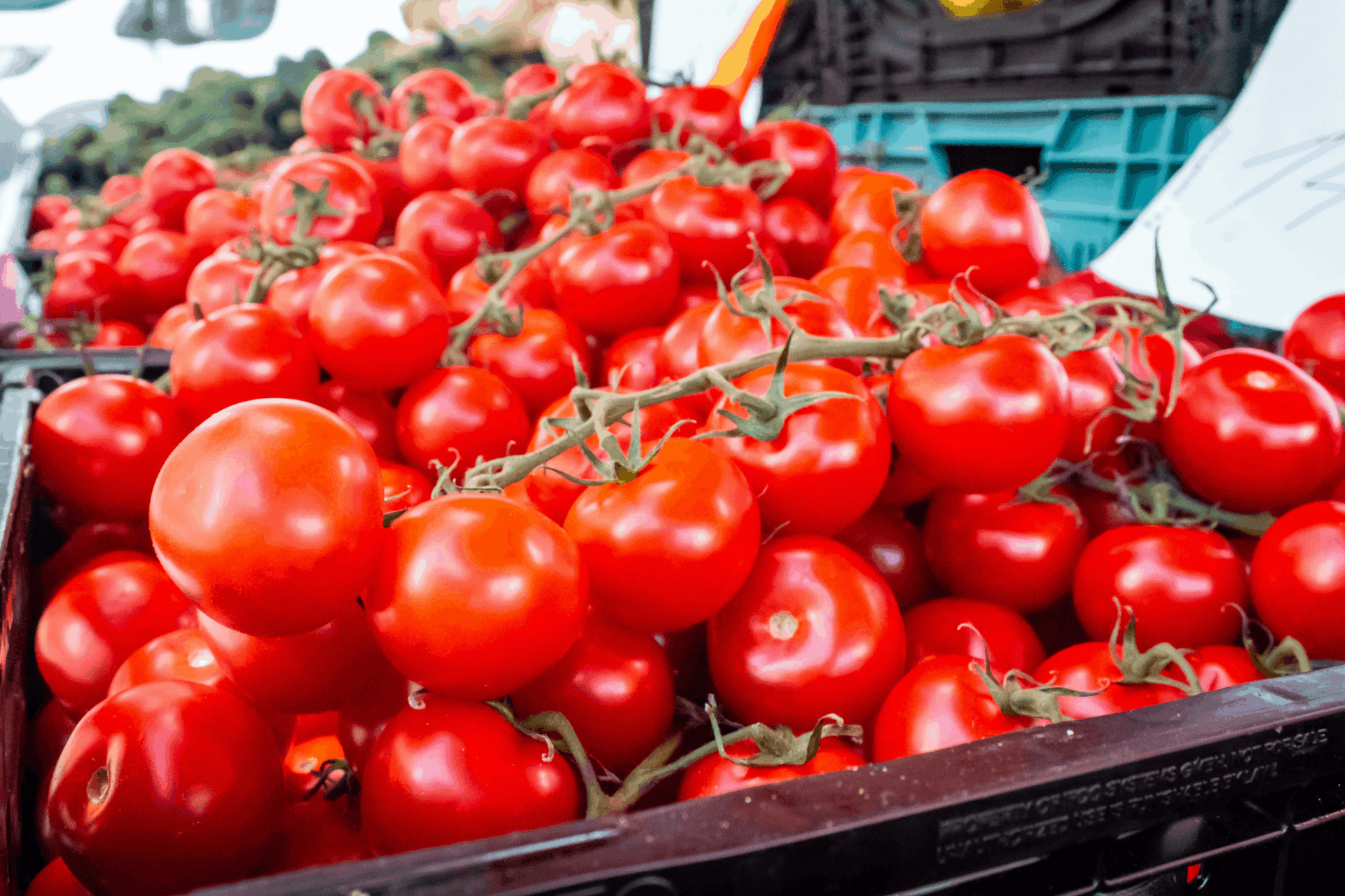 image of tomatoes being sold at a farmers market