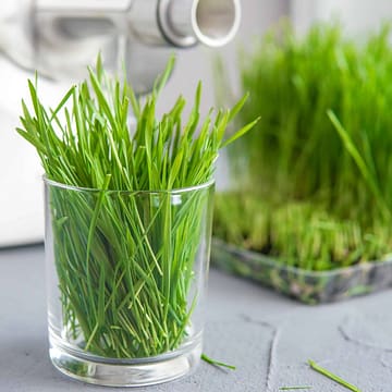 Extraction of wheatgrass from juicer