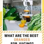 To make that perfect glass of orange juice, you need the right orange. So, what are the best types of oranges for juicing? If you're juicing oranges every morning, then you have to check out our guide. You'll take your orange juicing skills to the next level. #juicingorangesinjuicer #juicingrecipes #juicingrecipesforbeginners #juicingbenefits #juicingforbeginners