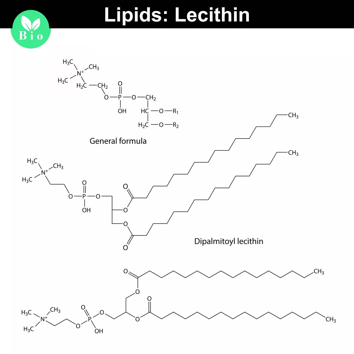 Lecithin chemical structure, molecular structures of lipids, isolated on white background