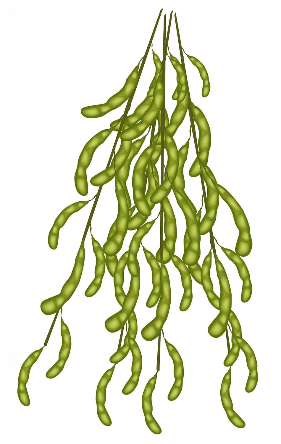 Illustration of green soybeans